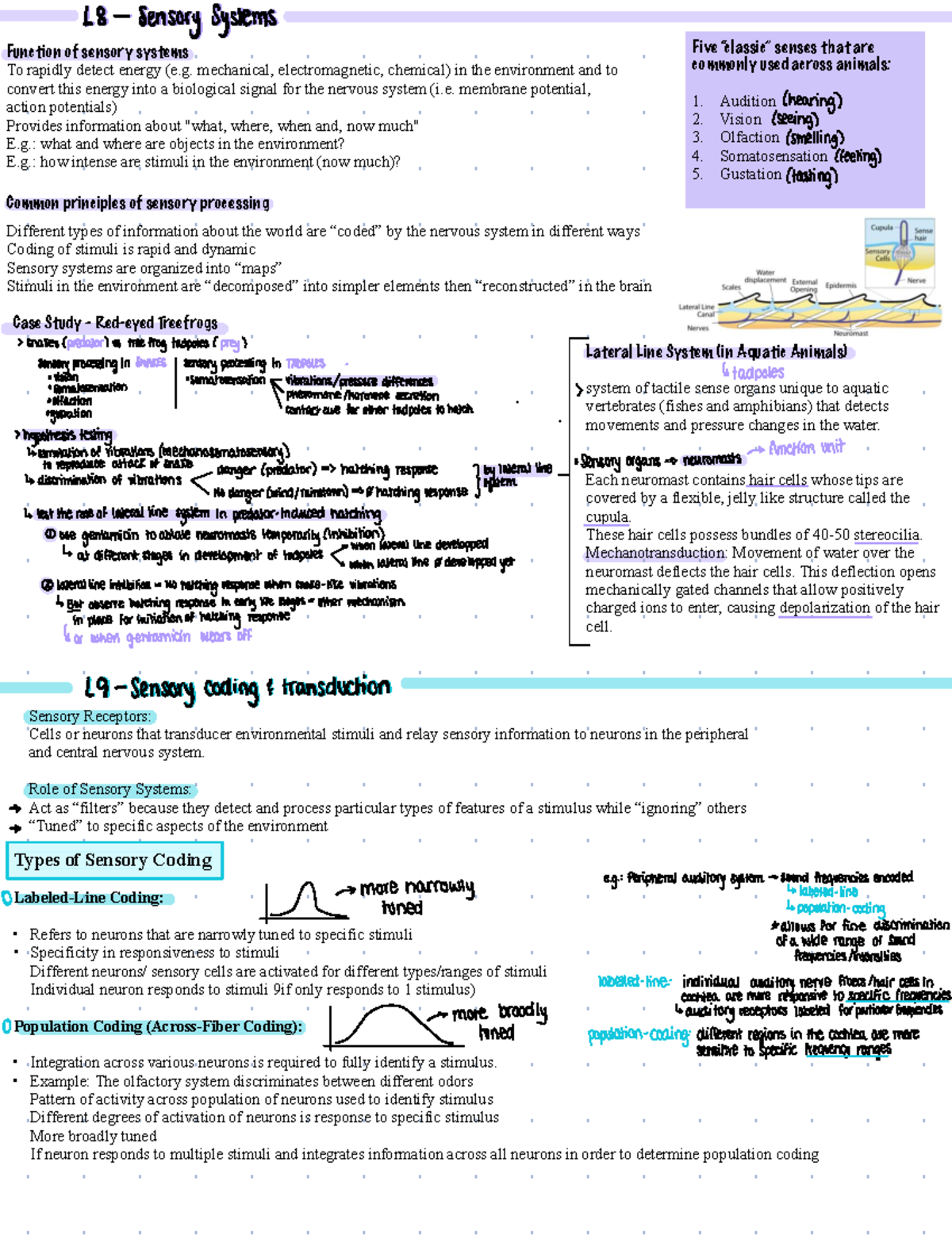 18 Sensory Systems: Midterm Notes on Sensory Function and Processing ...
