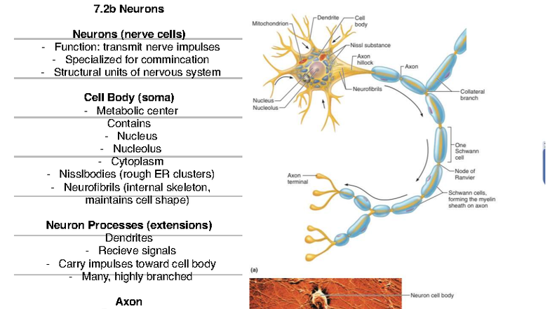 7.2b Neurons: Structure, Processes, and Communication Overview - Studocu