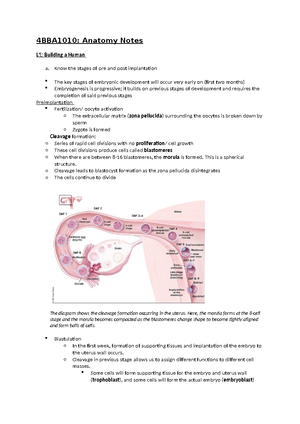 4BBA1010 Pelvis and Reproductive Anatomy DR handout - Tagged - 4BBA1010 ...