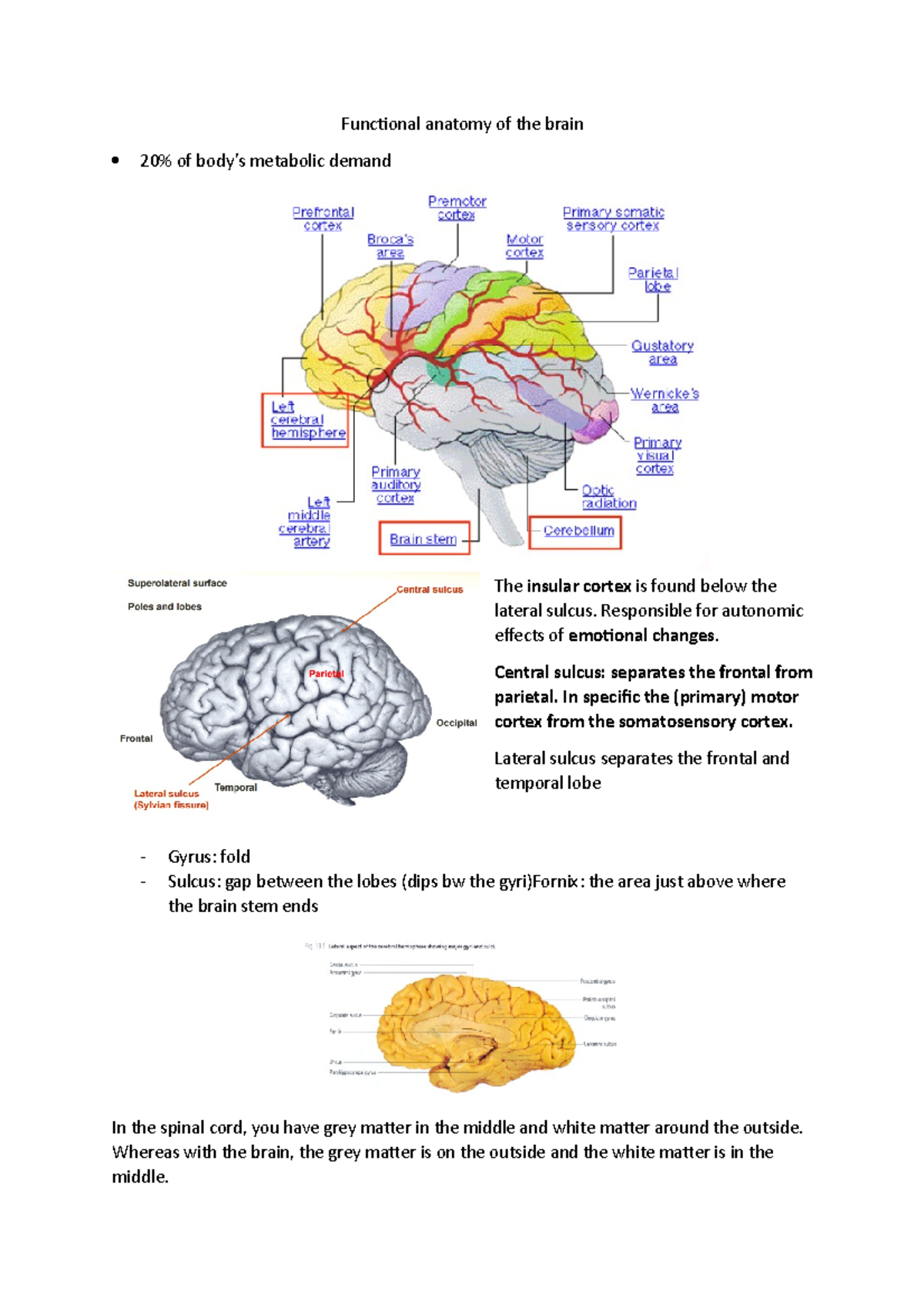 Functional Anatomy of the Brain: Key Structures and Functions - Studocu