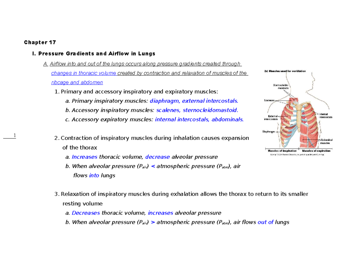 Chapter 17: Pressure Gradients and Airflow in Lungs - Key Concepts and ...