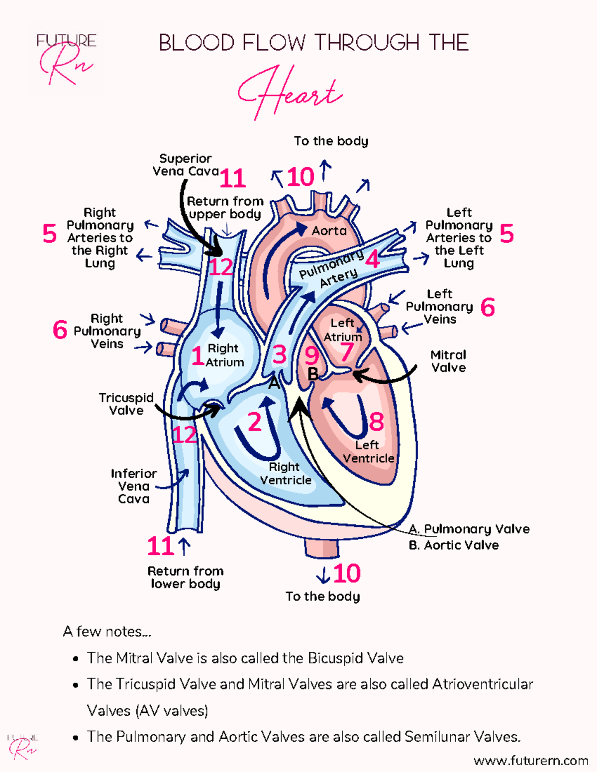 Blood Flow Through the Heart: A Detailed Overview (BLD 101) - Studocu