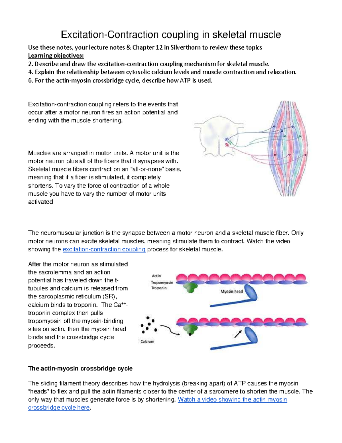 Excitation-Contraction Coupling in Skeletal Muscle - Study Notes - Studocu