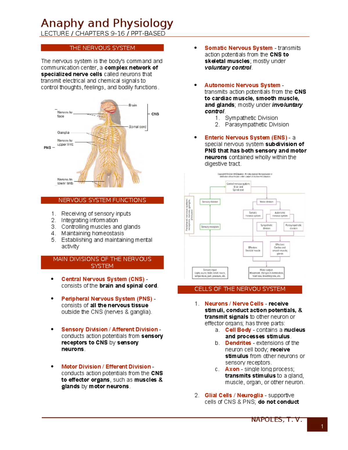 NERV 101: Lymphatic System Overview and Functions - Studocu