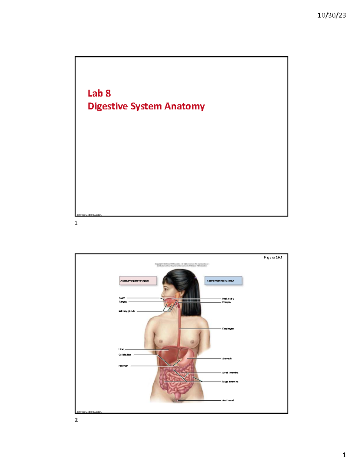 Lab 8 Digestive System Anatomy Overview and Key Concepts - Studocu