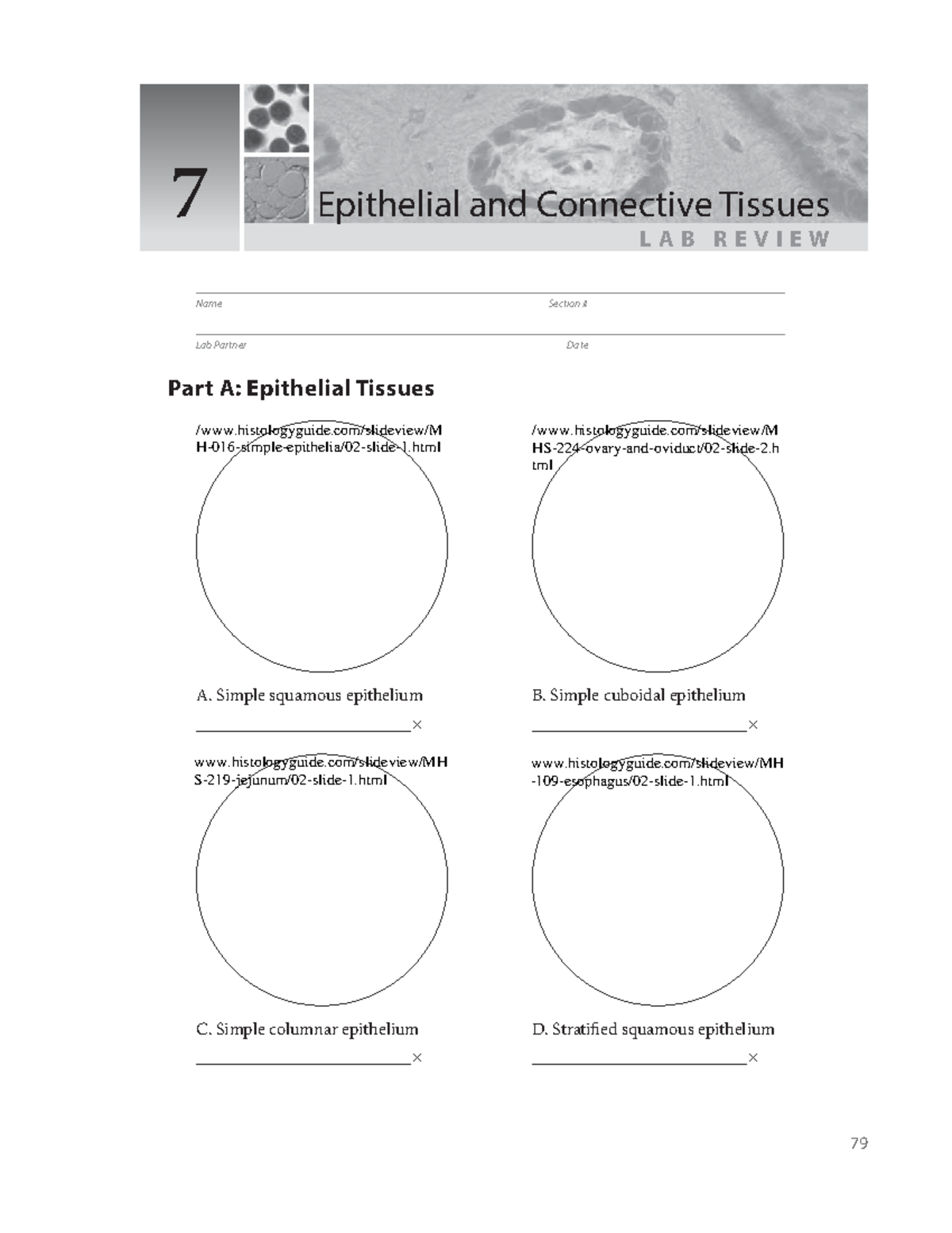 Lab 7 Review: Epithelial & Connective Tissues for A&P1 - Studocu