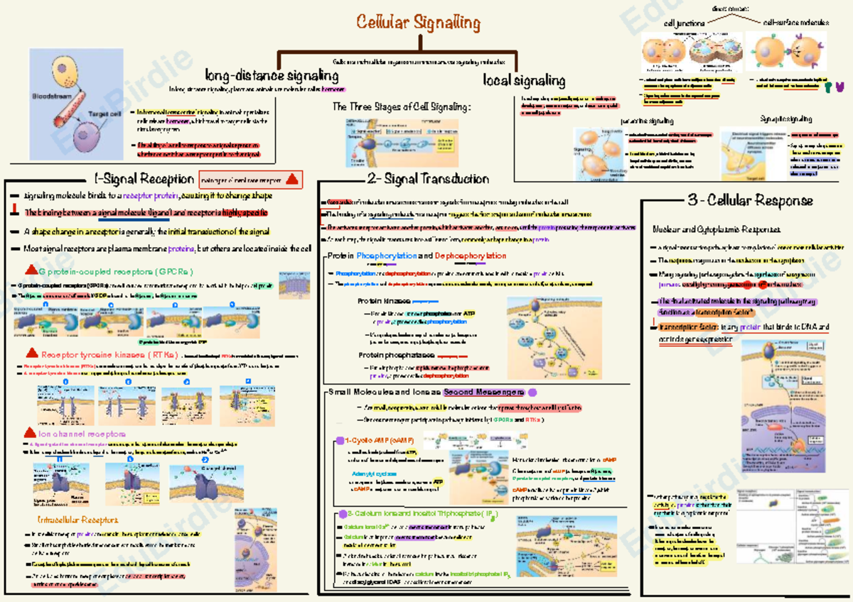 Cellular Signaling Notes for Course 37955: Hormonal Signaling Overview ...