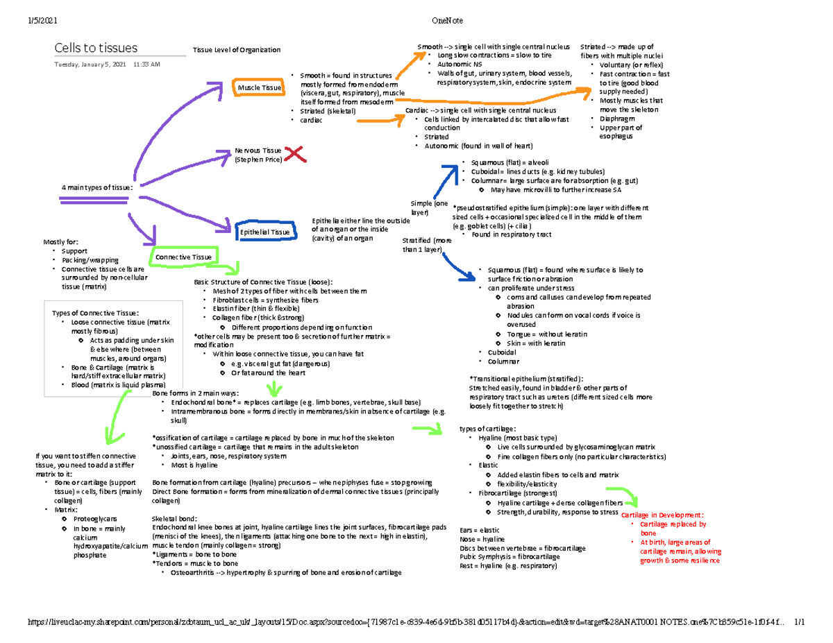 Cells to tissues - Condensed lecture notes - 1/5/2021 OneNote - Studocu