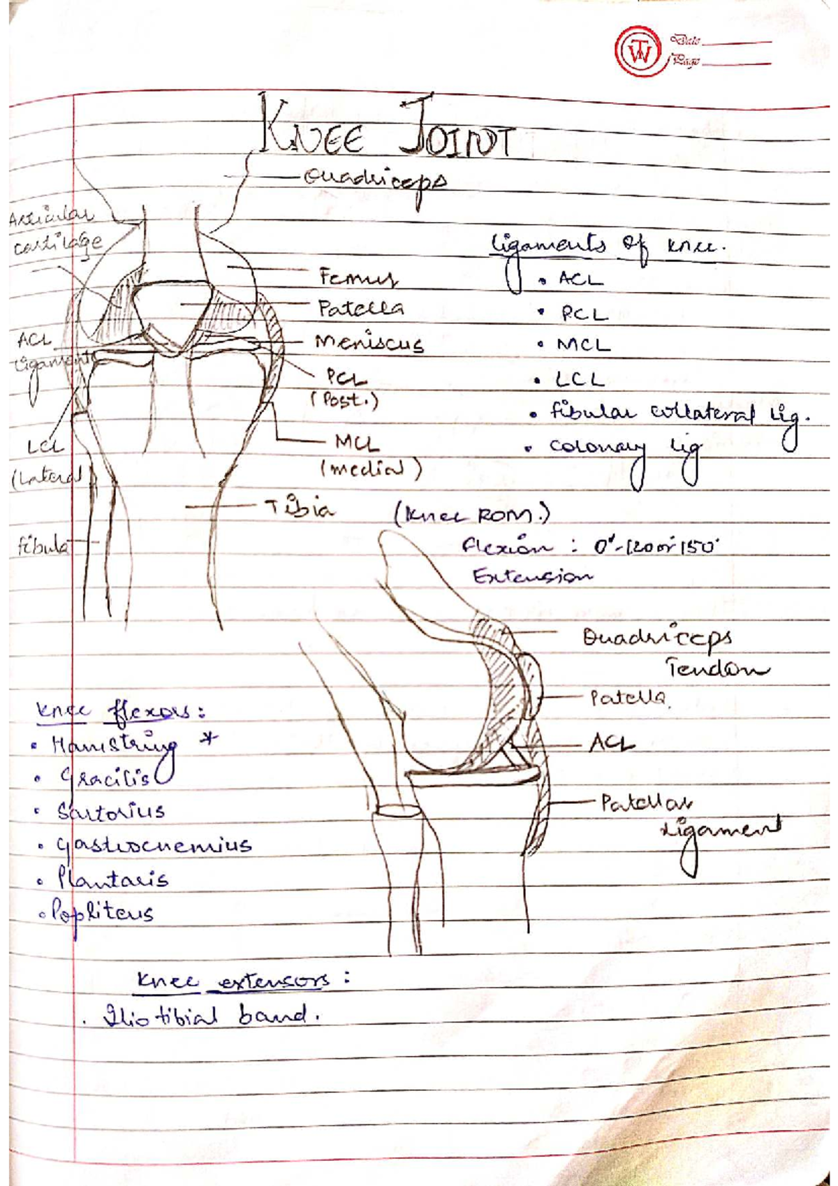 knee-joint-ortho-study-notes-for-exam-preparation-studocu