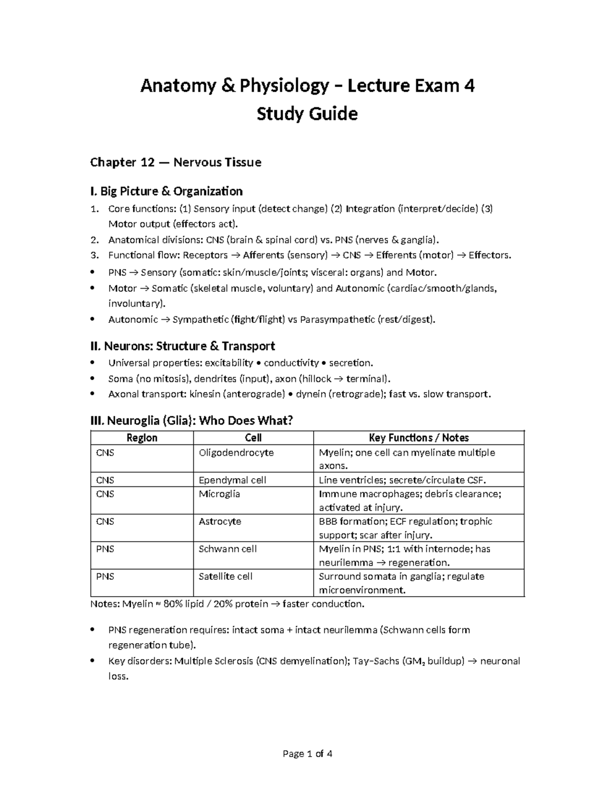 A&P 202 Lecture Exam 4 Study Guide: Nervous Tissue Overview - Studocu