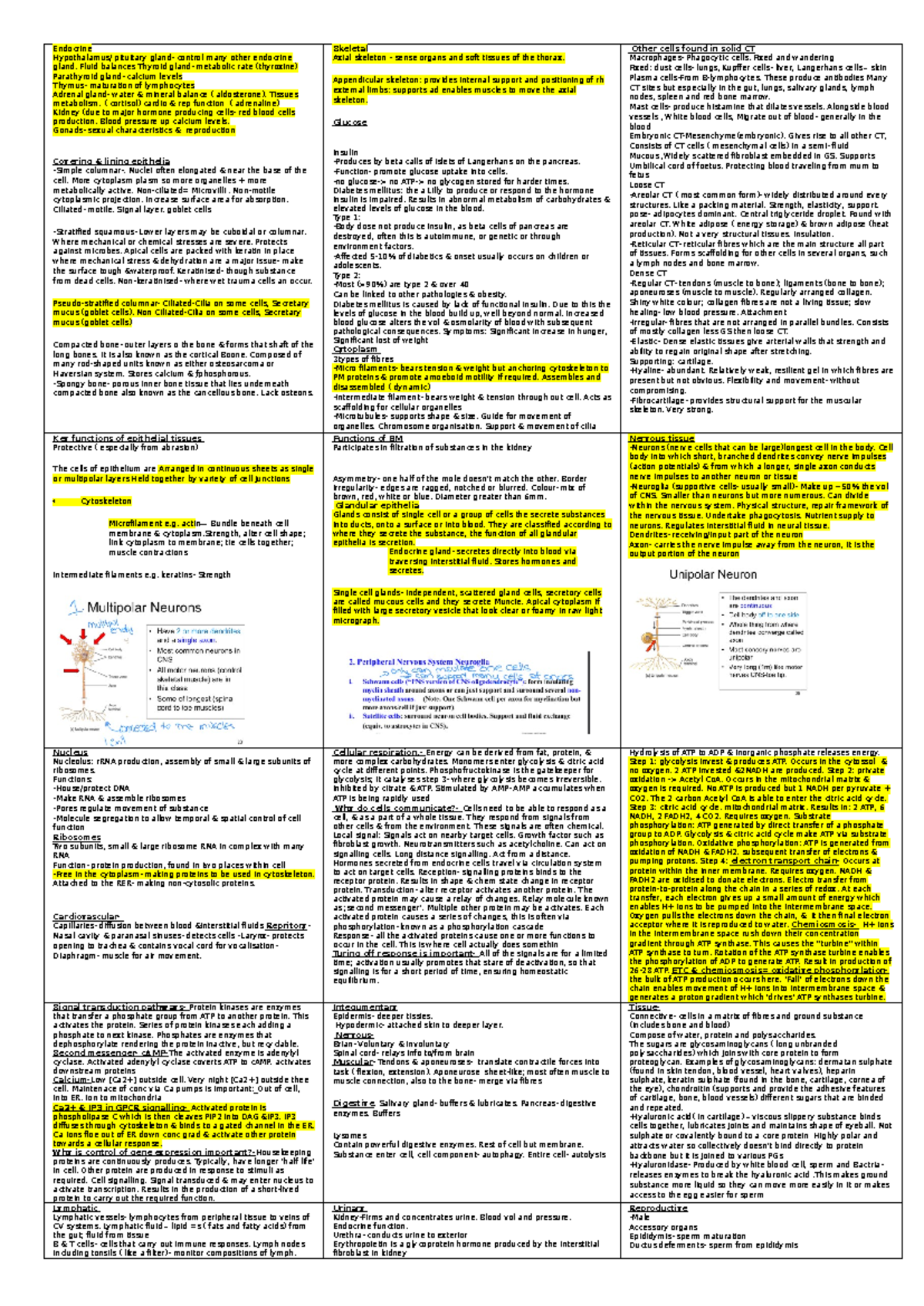 BIOL 101: Mid Sem Cheat Sheet on Endocrine and Tissue Functions - Studocu