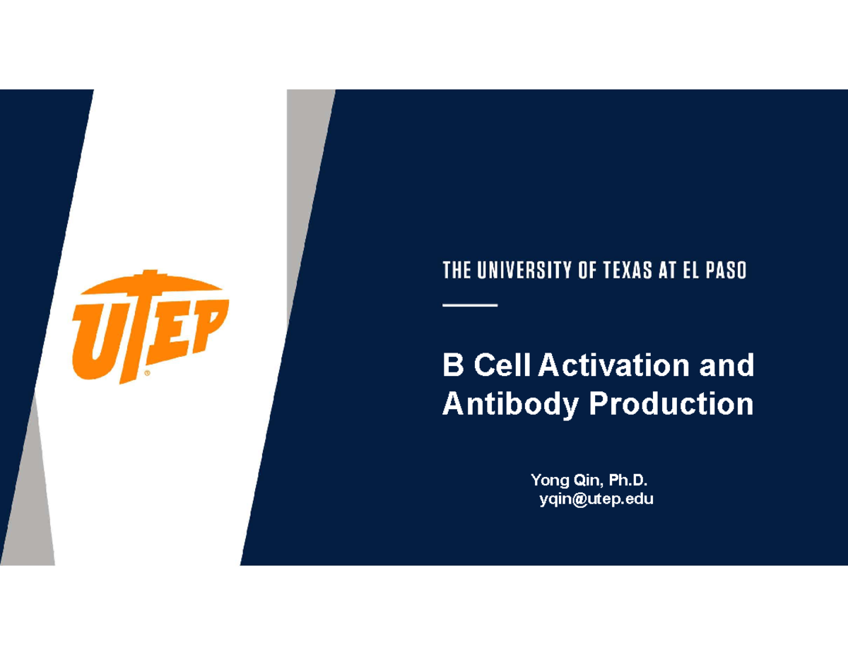 B Cell Activation and Antibody Production - Lecture Notes - Studocu