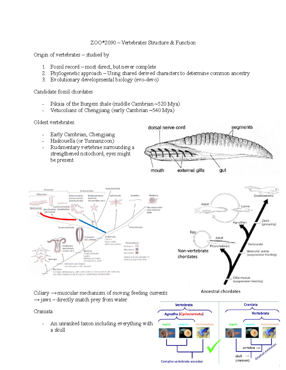 ZOO 2090 - Midterm 1 Study Notes on Vertebrate Evolution and Anatomy ...