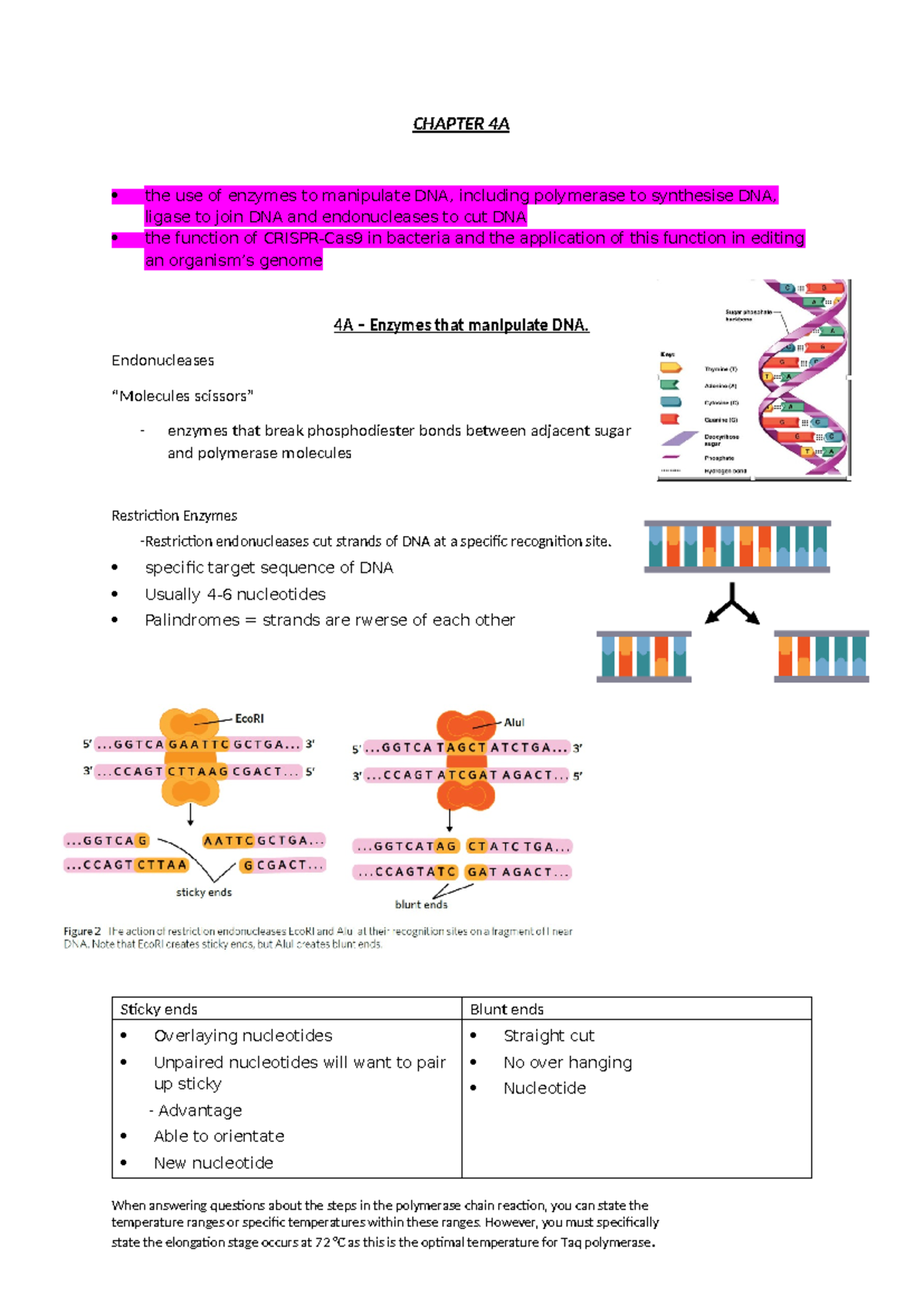 Chapter 4 - CHAPTER 4A the use of enzymes to manipulate DNA, including ...