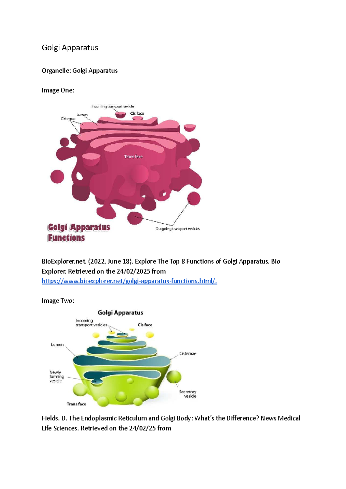 Golgi Apparatus Functions and Structure: Bio 101 Overview - Studocu