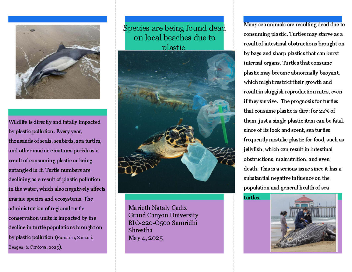 BIO 220 - Impact of Plastic Pollution on Sea Turtles and Marine Life ...
