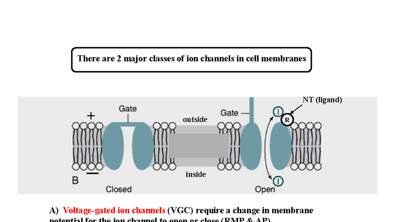 Understanding Action Potentials in Neurons: Generation & Propagation NT ...