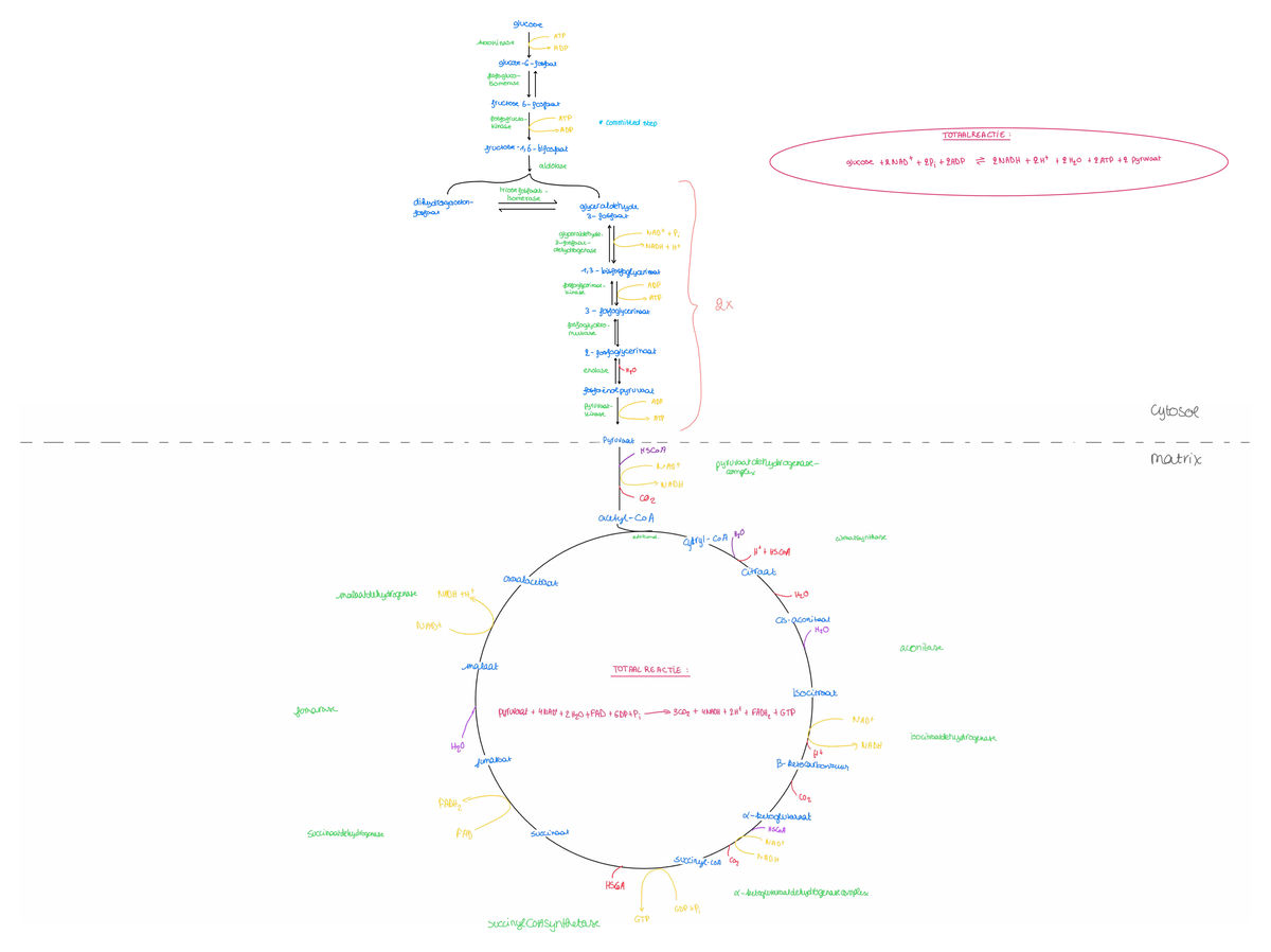 Cyclussen cel III - Schema krebscyclus en glycolyse - glucose ATP ...