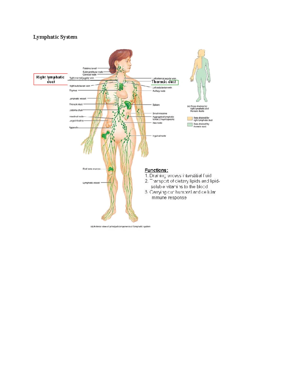Comprehensive Review of the Endocrine System Functions and Hormones ...