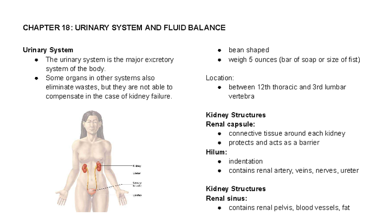 CHAPTER 18: URINARY SYSTEM AND FLUID BALANCE Overview - Studocu