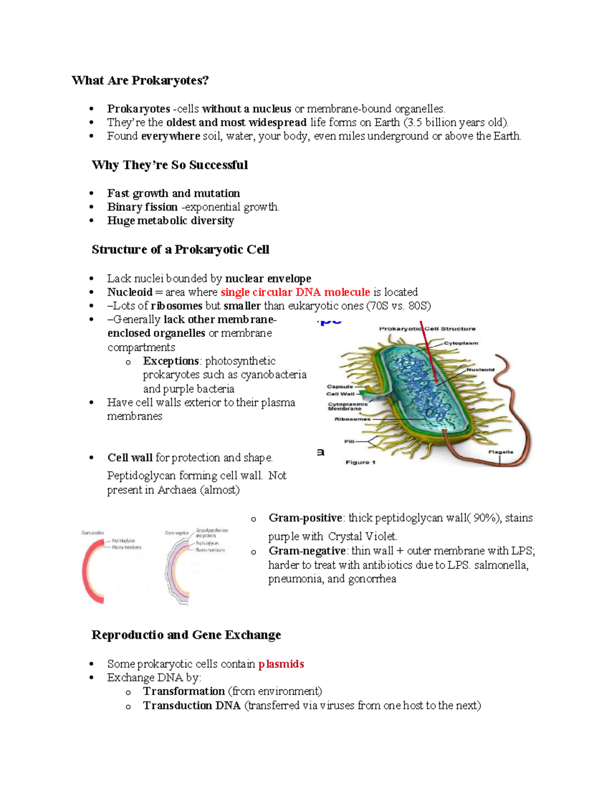 Prokaryotes: Overview, Structure, and Metabolic Diversity - Studocu