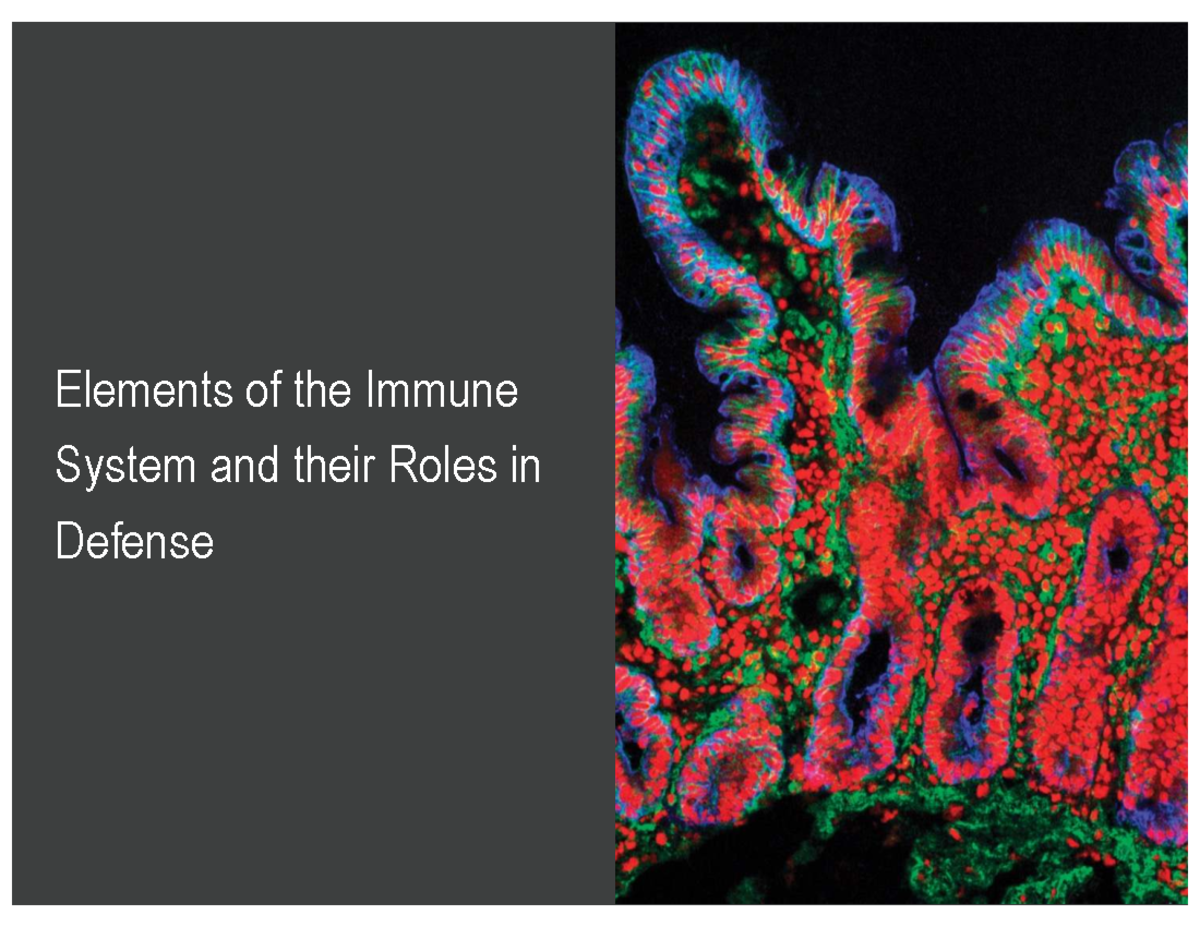 Immunology 101: Elements of the Immune System and Their Functions - Studocu