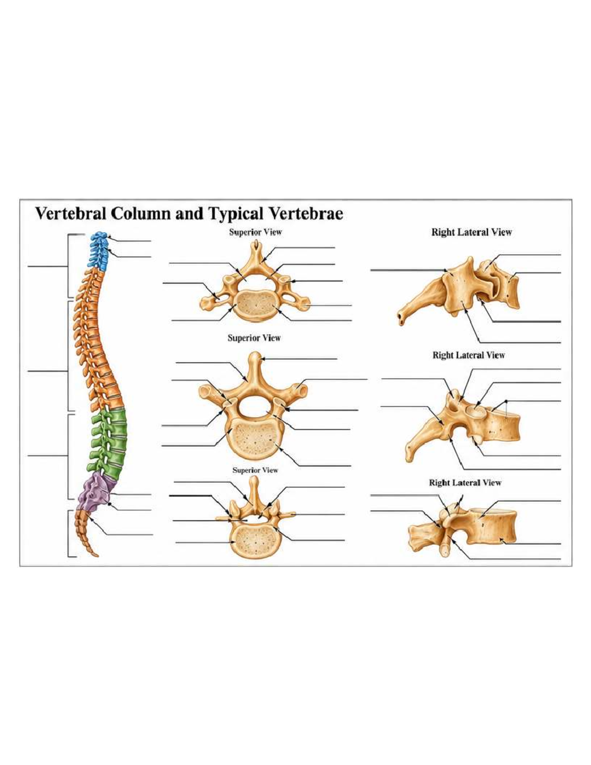 Axial Skeleton Part2 All Practice Sheets Letter - Zoology 2010 ...