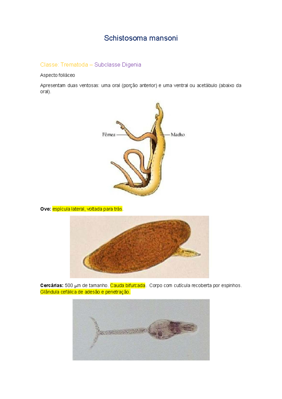 Schistosoma mansoni - PENRIS - Parasitologia - Schistosoma mansoni ...