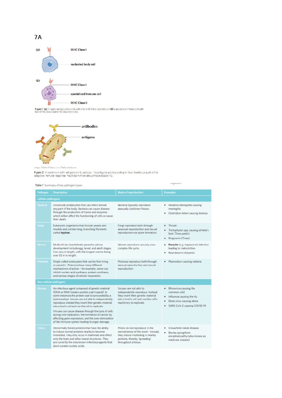 7A Immune System Overview: MHC Class I & II Pathogens and Defense ...