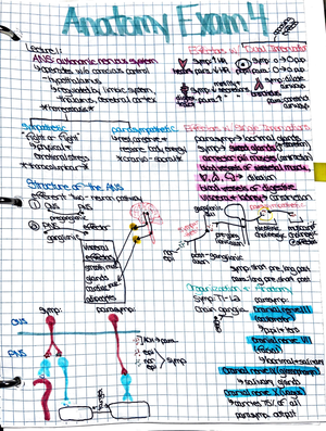 Nervous System Overview Notes for ANATOMY 101 Lecture - Organization ...