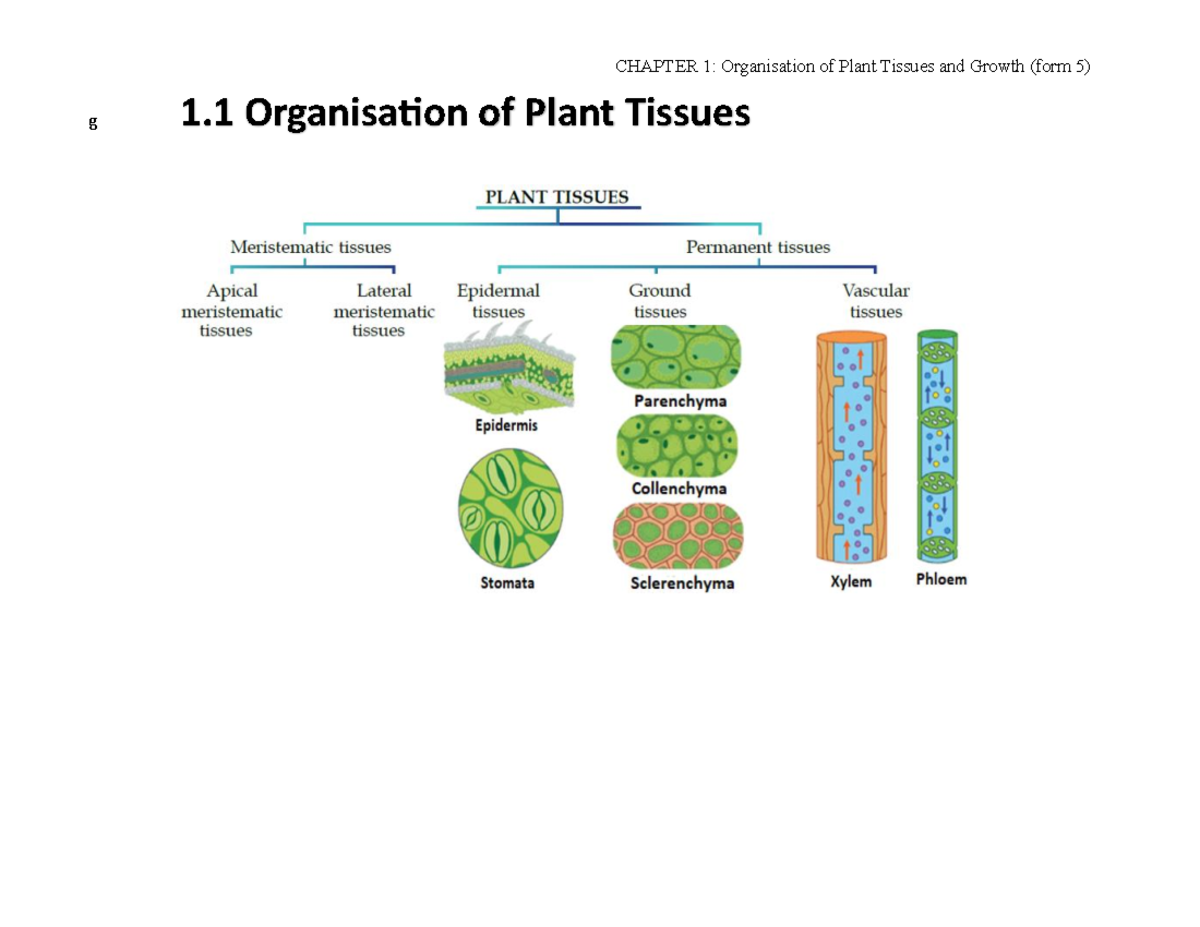F5 CHAPTER 1: Organisation of Plant Tissues and Growth Notes - Studocu
