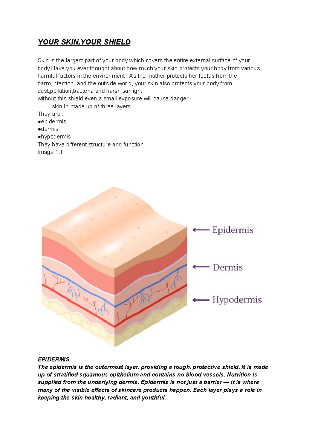 Skin Structure and Functions: Your Skin, Your Shield - Notes - Studocu