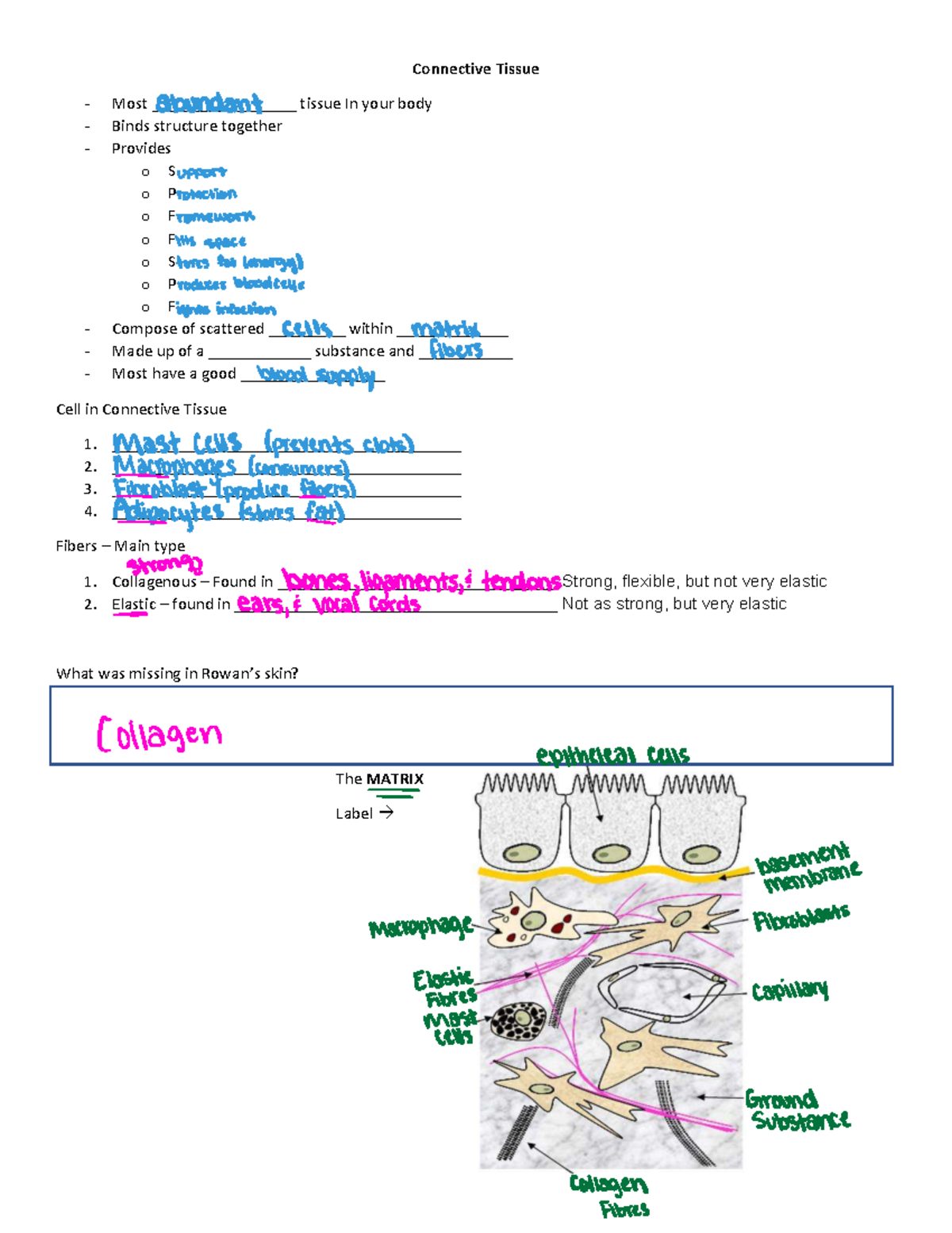 Connective Tissue Overview and Functions (BIO 101, Chapter 5.3) - Studocu