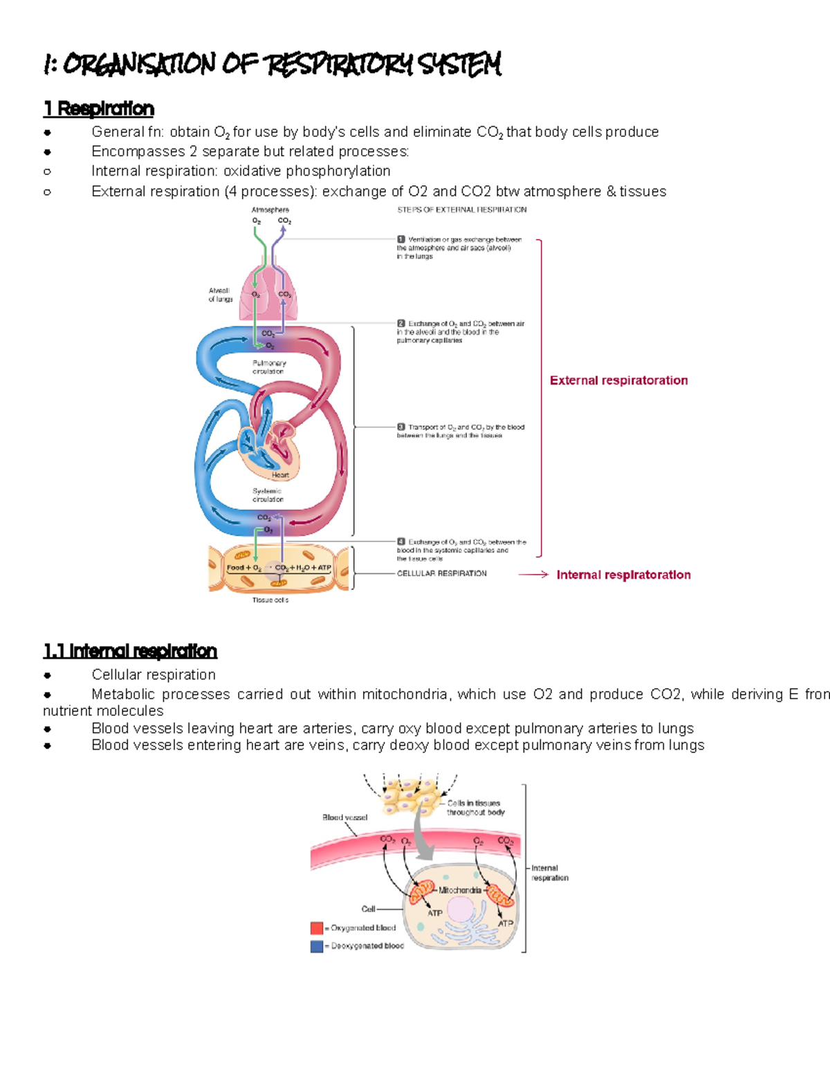 Respiration Mechanisms and Anatomy for Physio Course - Notes - Studocu