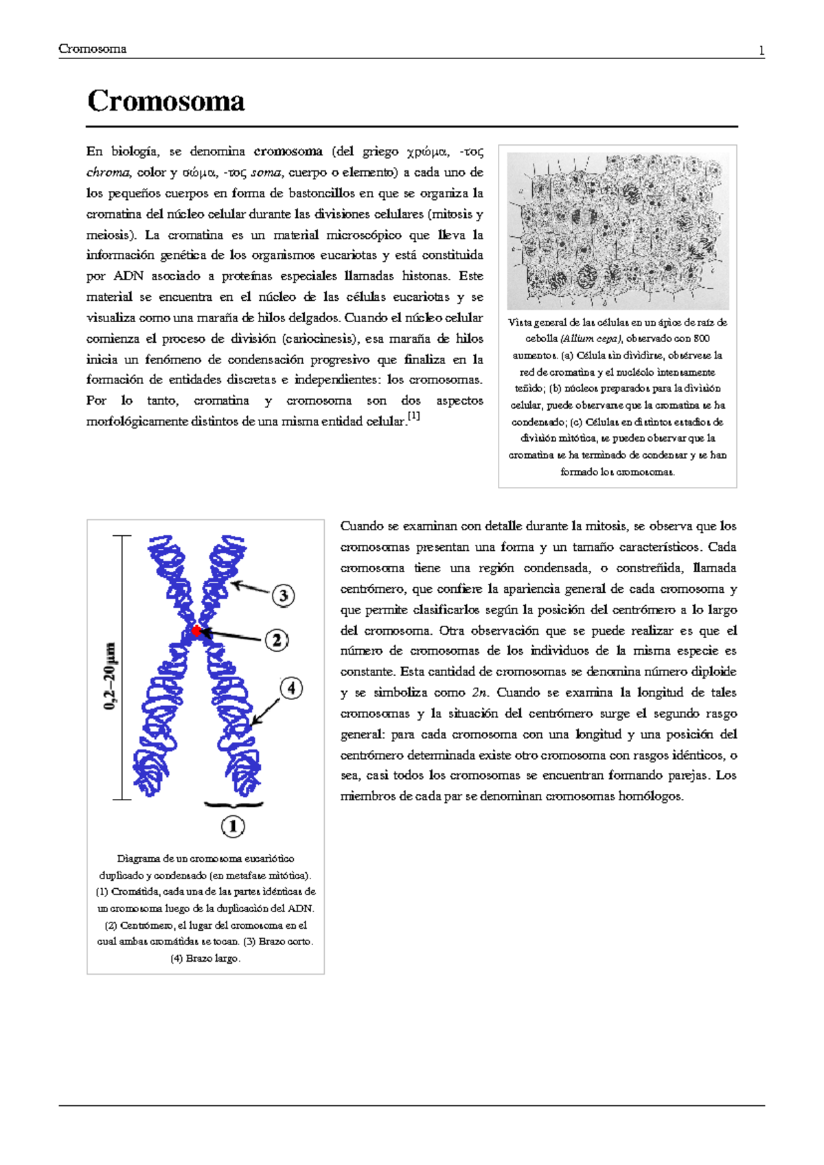Cuál es la diferencia entre cromosomas y cromátidas? : r/biology, image size:1200x1696