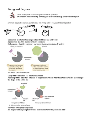 Cellular Respiration - Study Notes & Assignments - Studocu