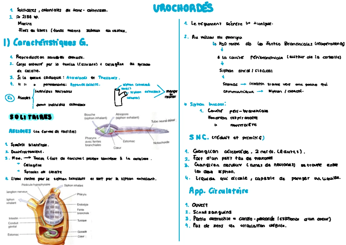 TP 3 dissection souris l1 sv - TP BA : Dissection de la Souris (Mus ...