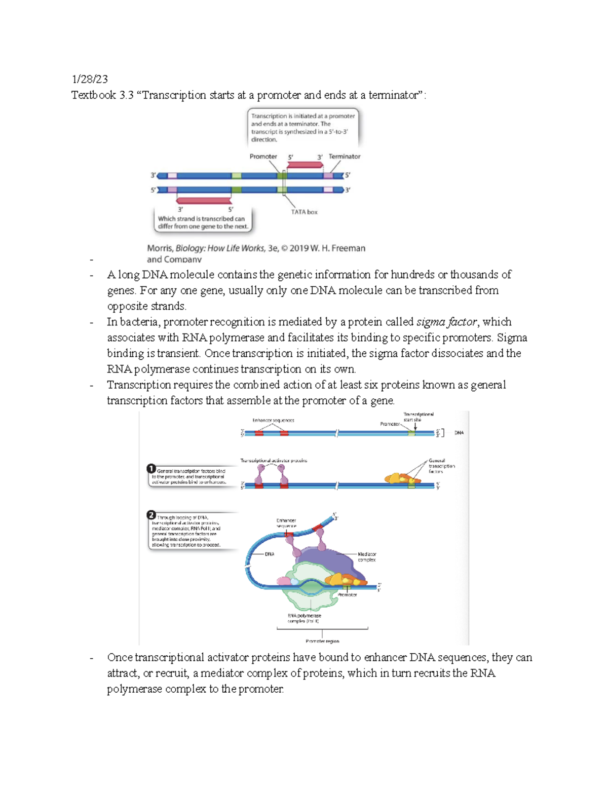 Biology 101 - Unit 1 Cumulative Notes & Group Activity Highlights - Studocu