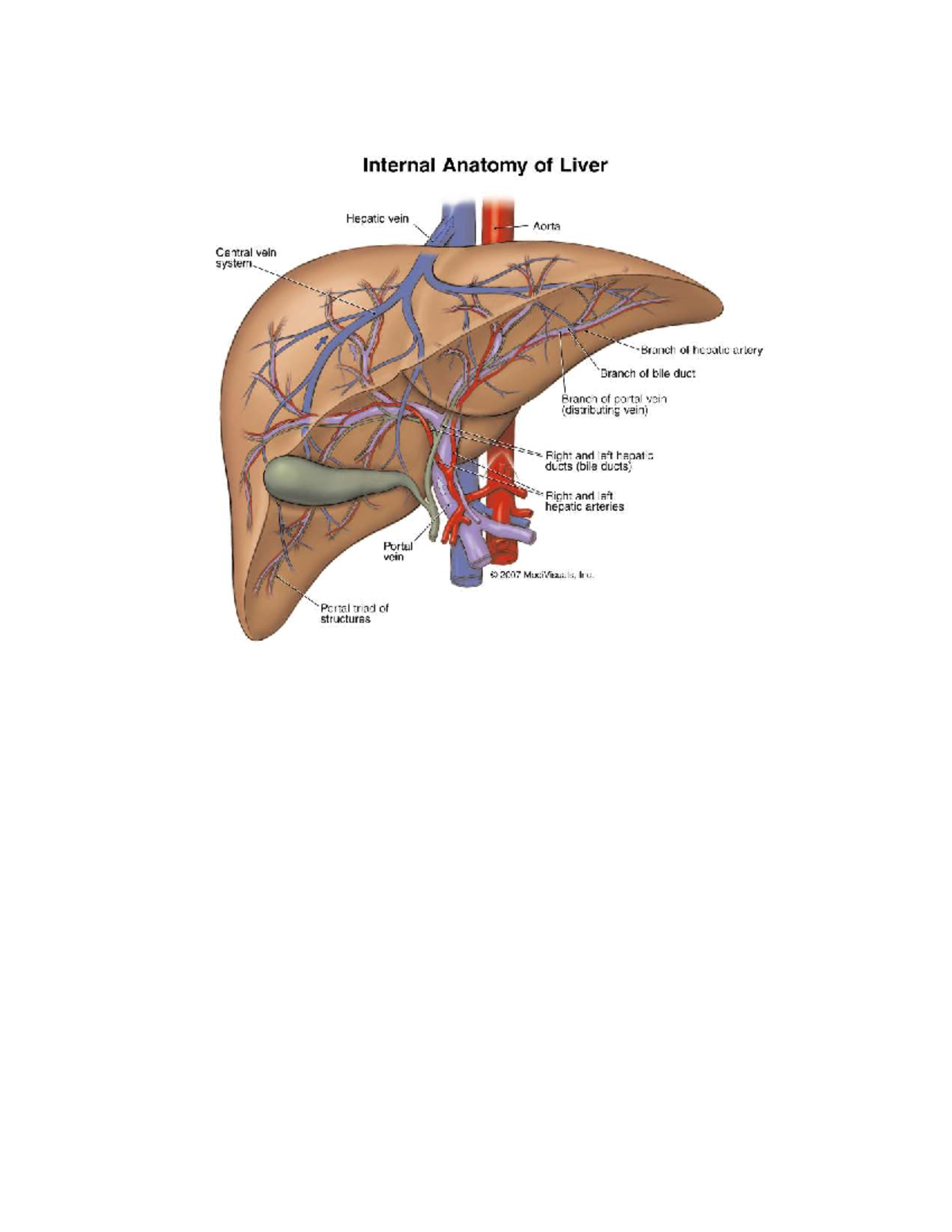 HUBS Internal Anatomy of the Liver: Key Structures Explained - Studocu