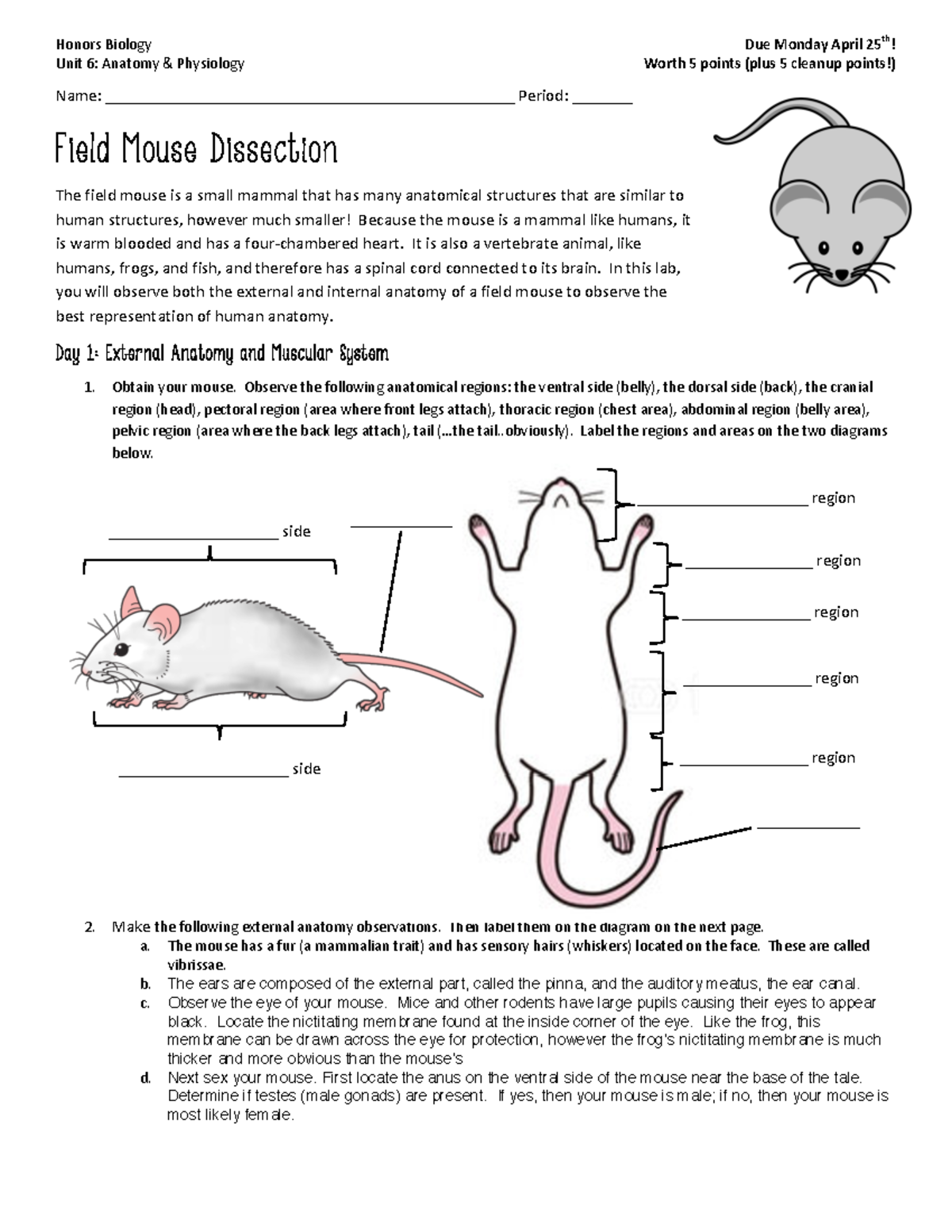 Mouse Dissection Anatomy Labeled Abdominal And Thoracic Organs In The