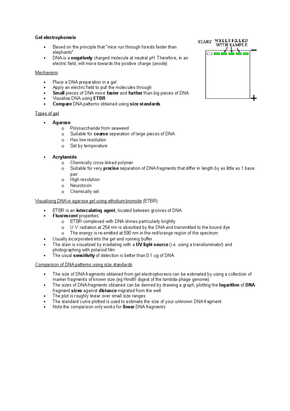 Lecture 1 Notes: Techniques in Molecular Genetics - Gel Electrophoresis ...