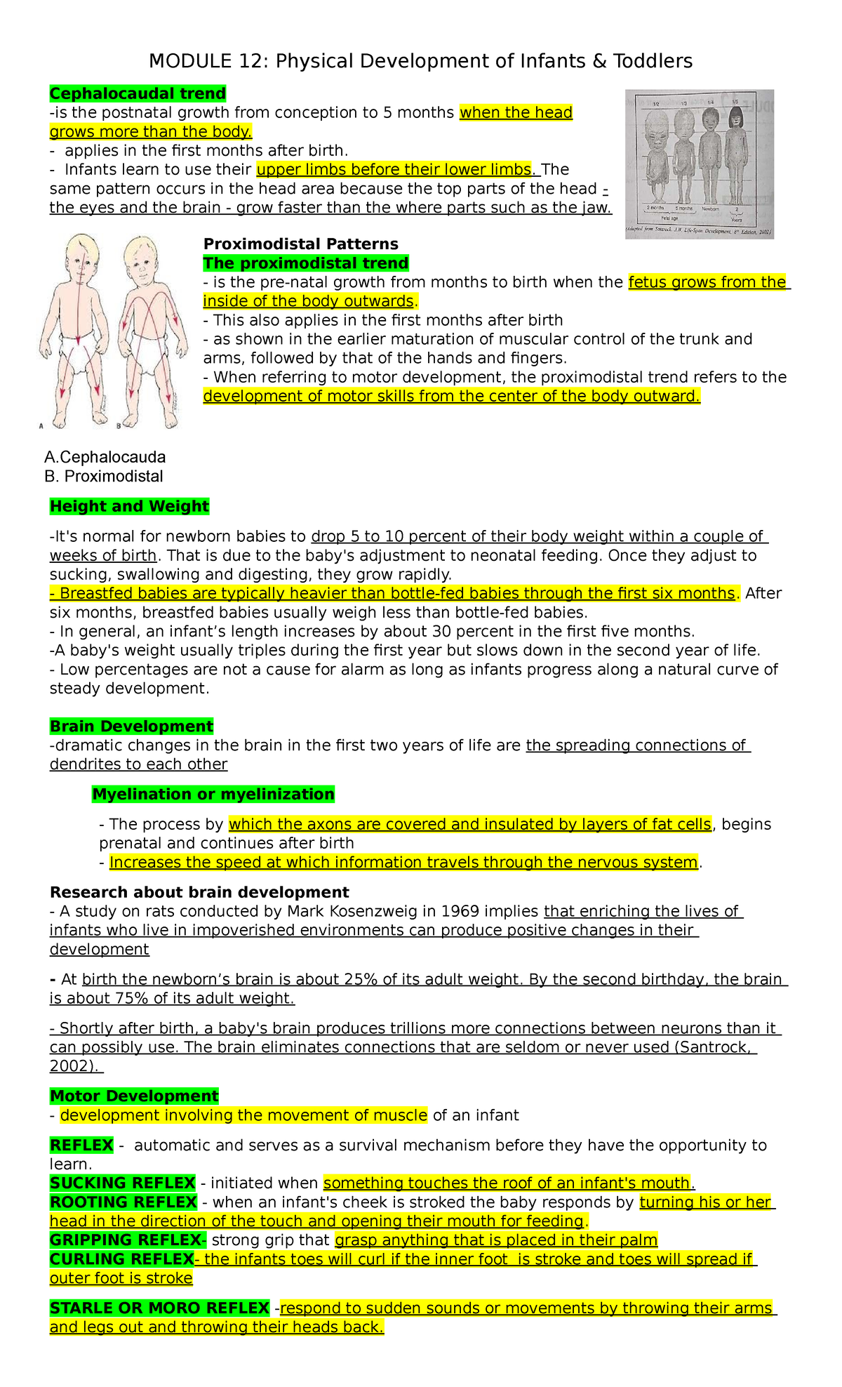 Physical Development of Infants & Toddlers - MODULE 12: Physical ...