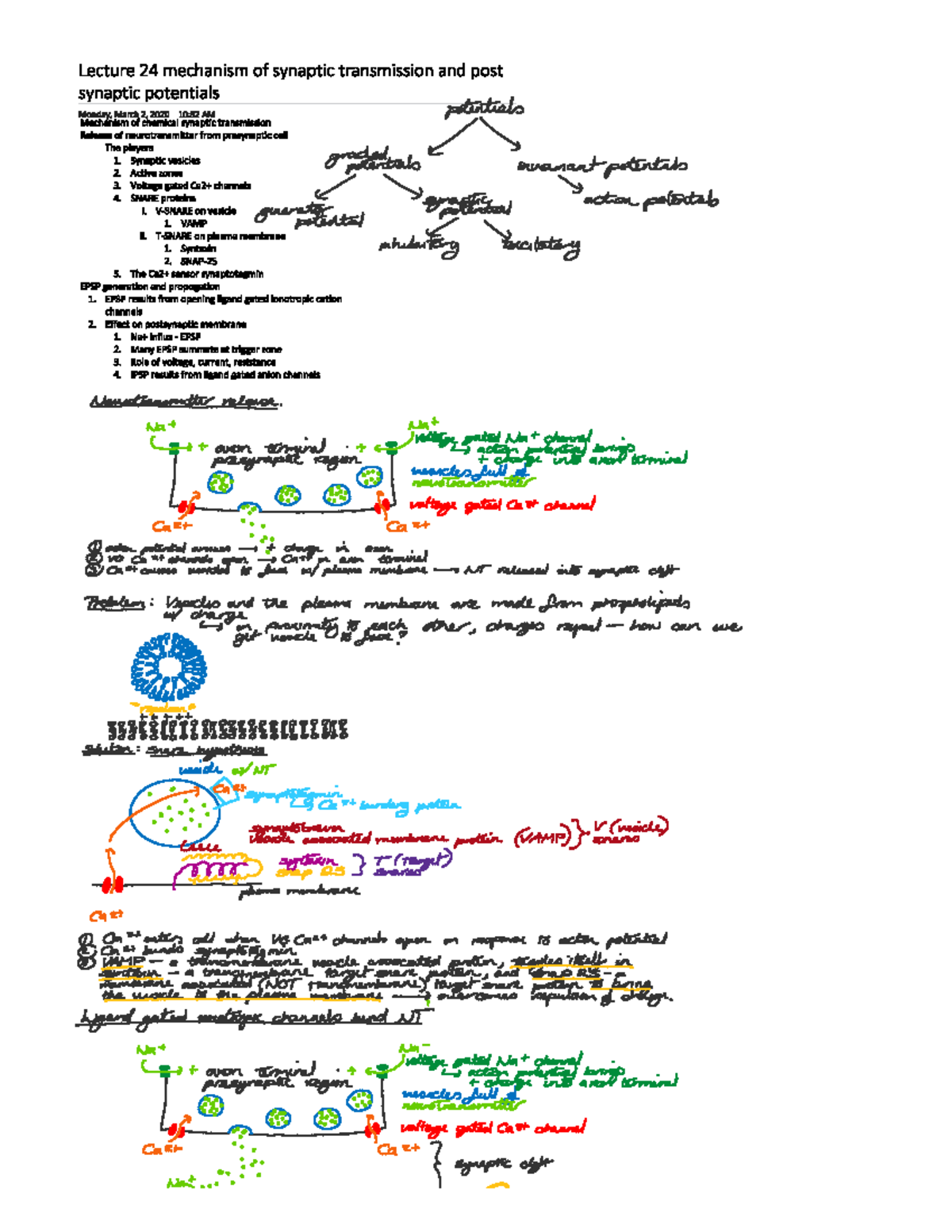 BMS300 24 synaptic transmission and synaptic potentials - Lecture 24 ...