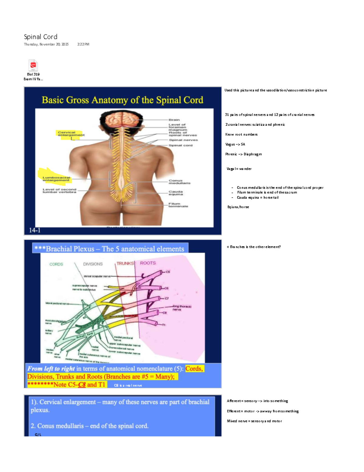 Biol 319 Exam IV: Spinal Cord and Nervous System Notes - Studocu