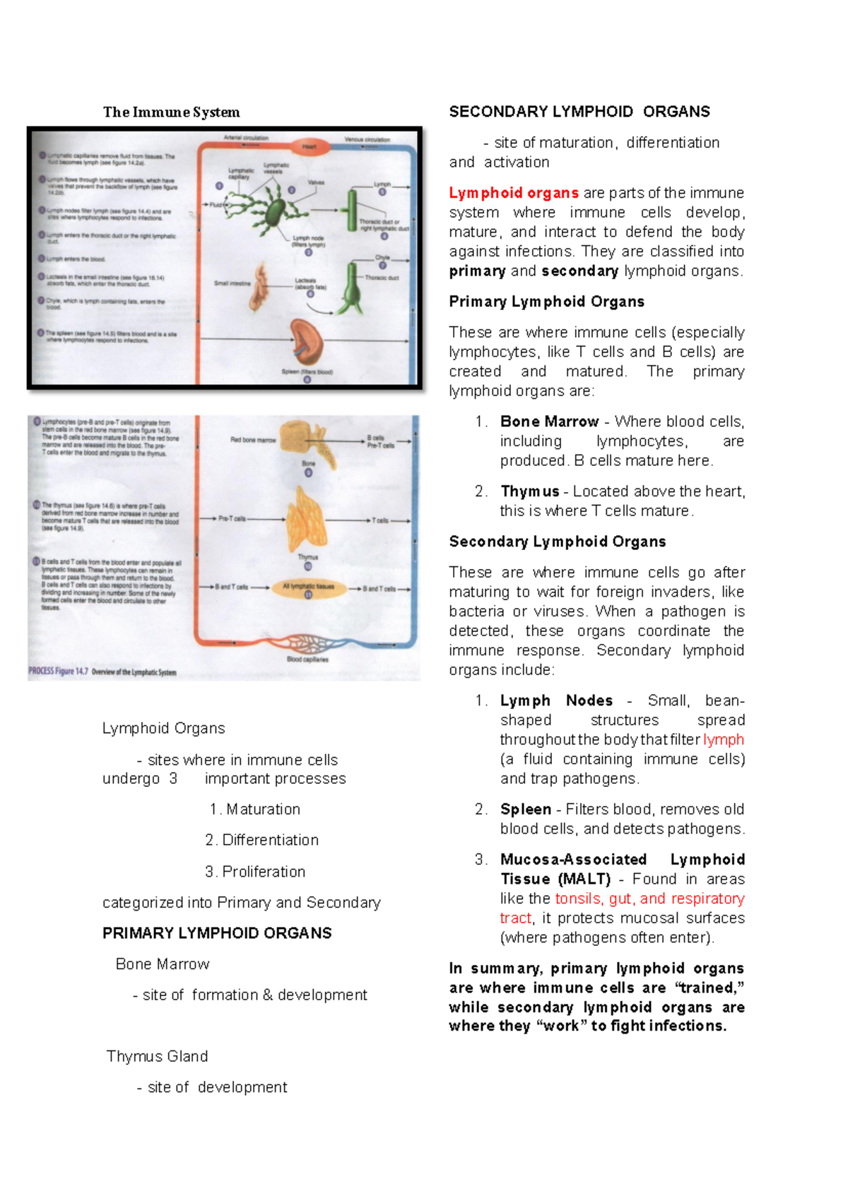 Lymphoid - Anatomy and Physiology - The Immune System Lymphoid Organs ...