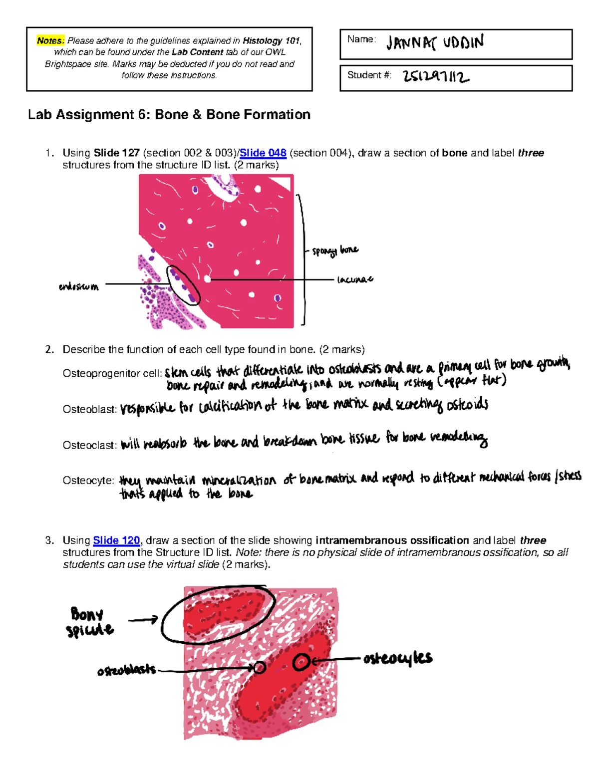 LAB 4 - Connective Tissue Study Guide for Histology 101 - Studocu