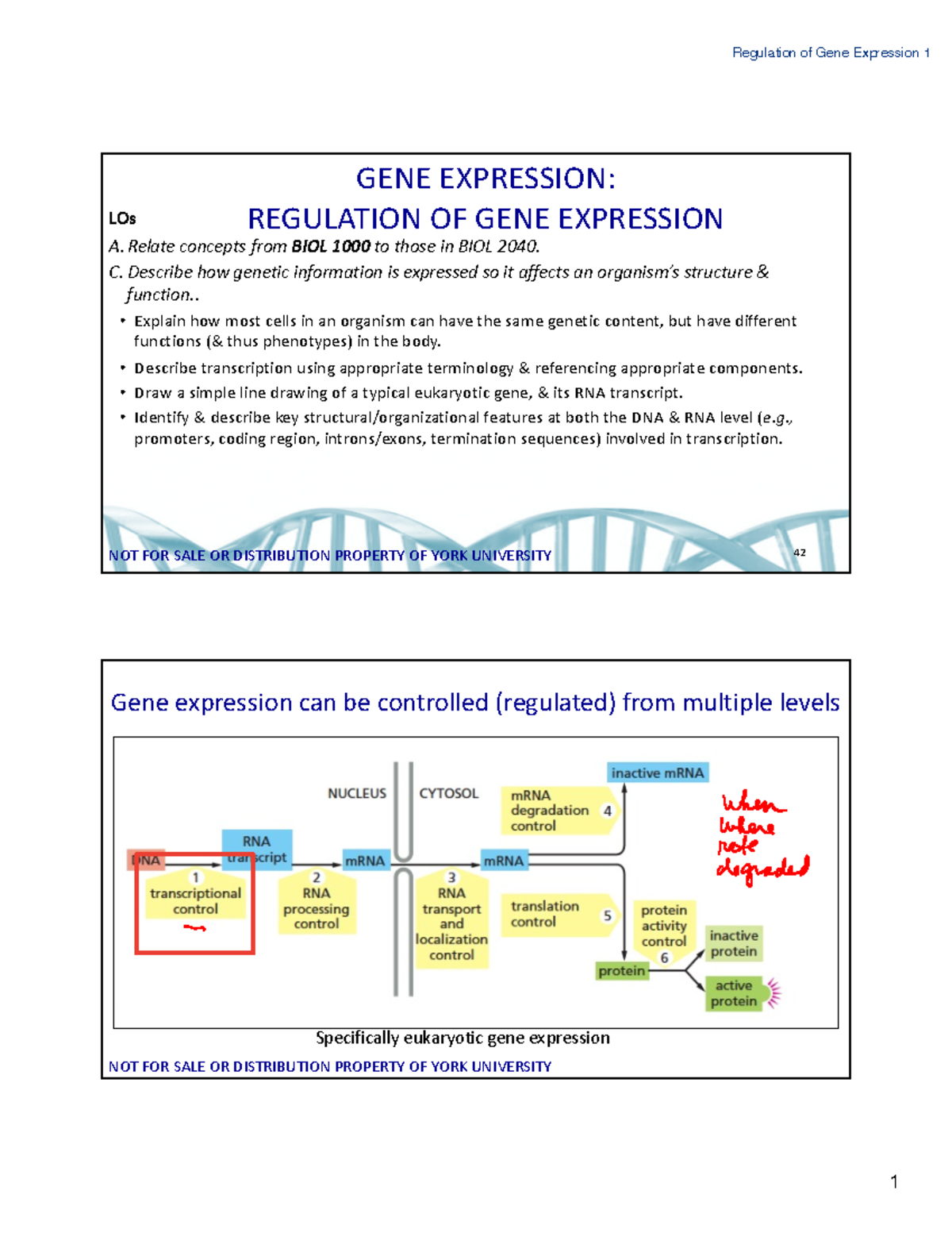 Regulation of Gene Expression - BIOL 2040 - Lecture Notes F2022 - Studocu