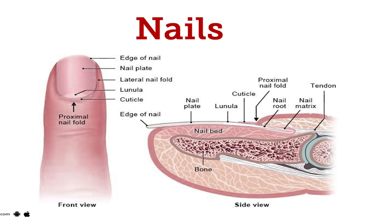 Anatomy of Nails and Scalp Structure - Course SCALP STRUCTURE - Studocu