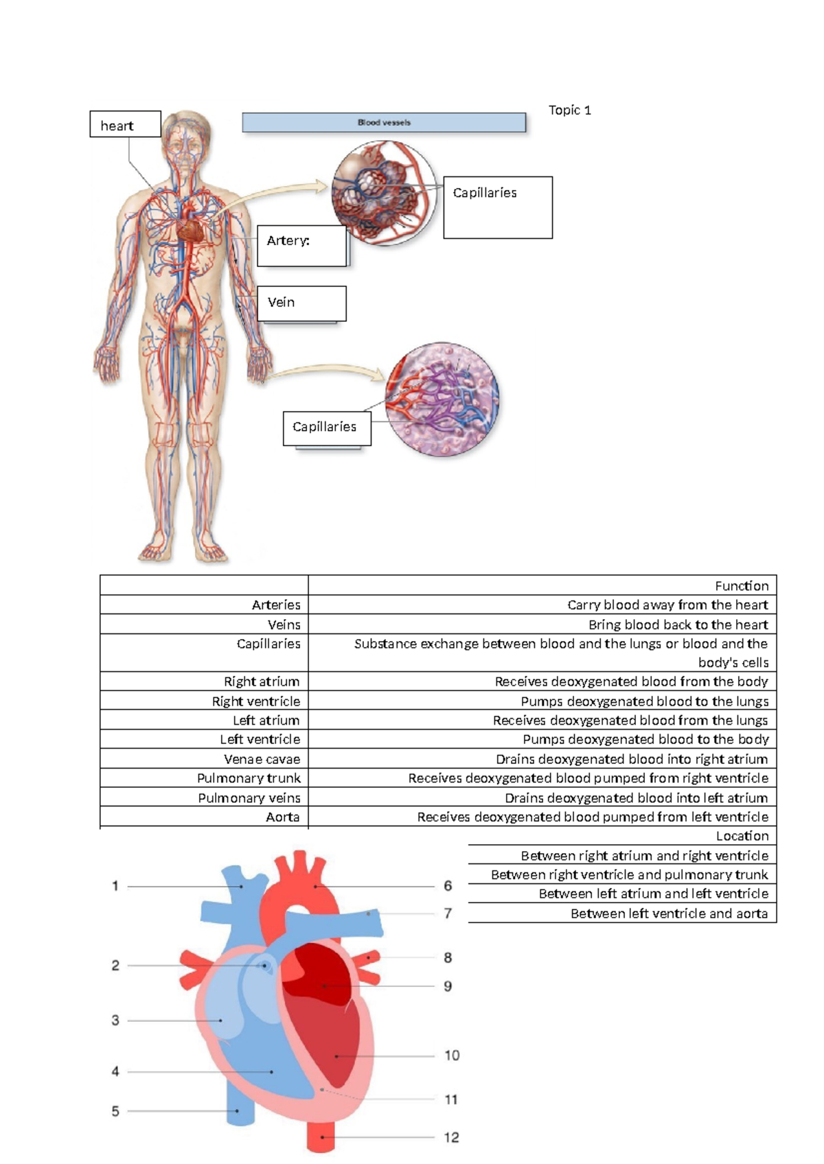 ANP 101 Lecture Note Highlights on Heart Anatomy & Circulation - Studocu