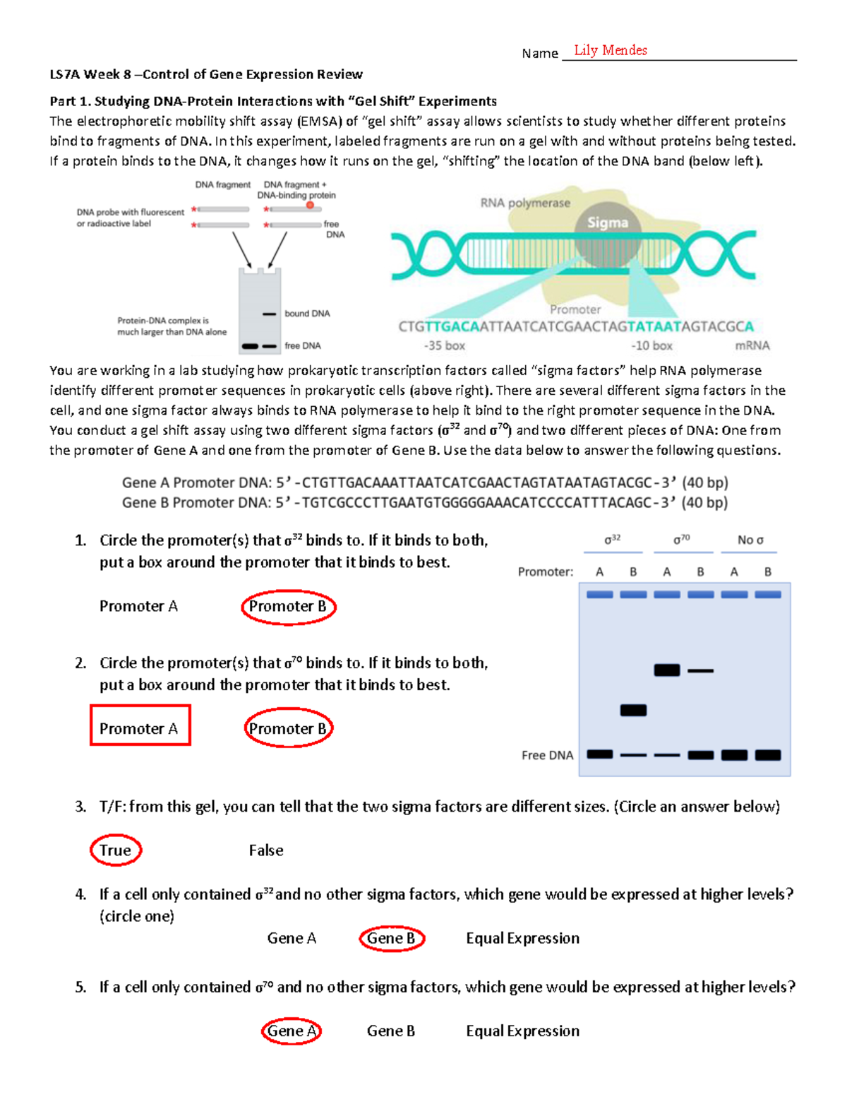 Kami Export - Week 8 Gel Shift Genome Browser 2 Zoom - Name